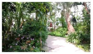 botanical garden 1001
