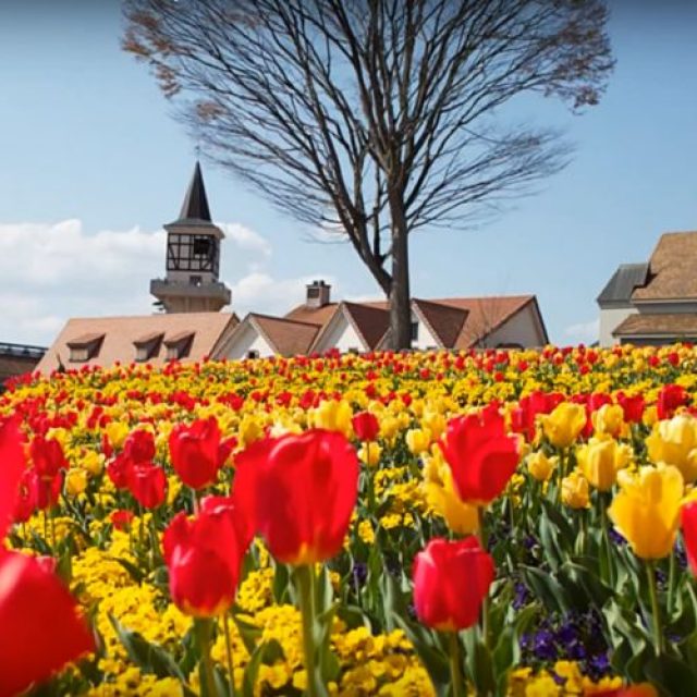 Olanda – Călătorie pe Drumul Florilor