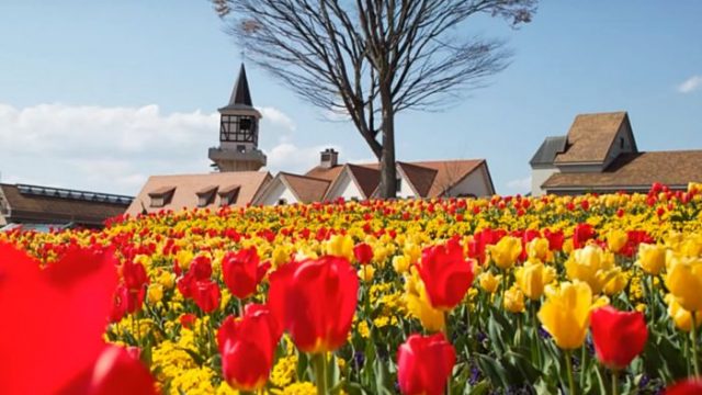 Olanda – Călătorie pe Drumul Florilor