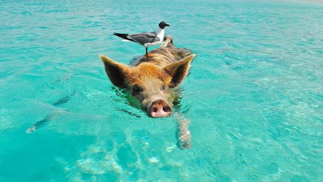 5 Călătorii Adorabile – Înotând cu Animalele