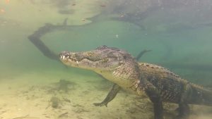 Aligator în habitatul natural, în Florida